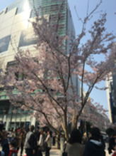 桜